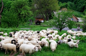 Bieszczady - wypas owiec. Fot. Konrad Chudzik